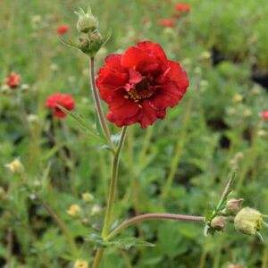 Geum 'Mrs J Bradshaw' ---